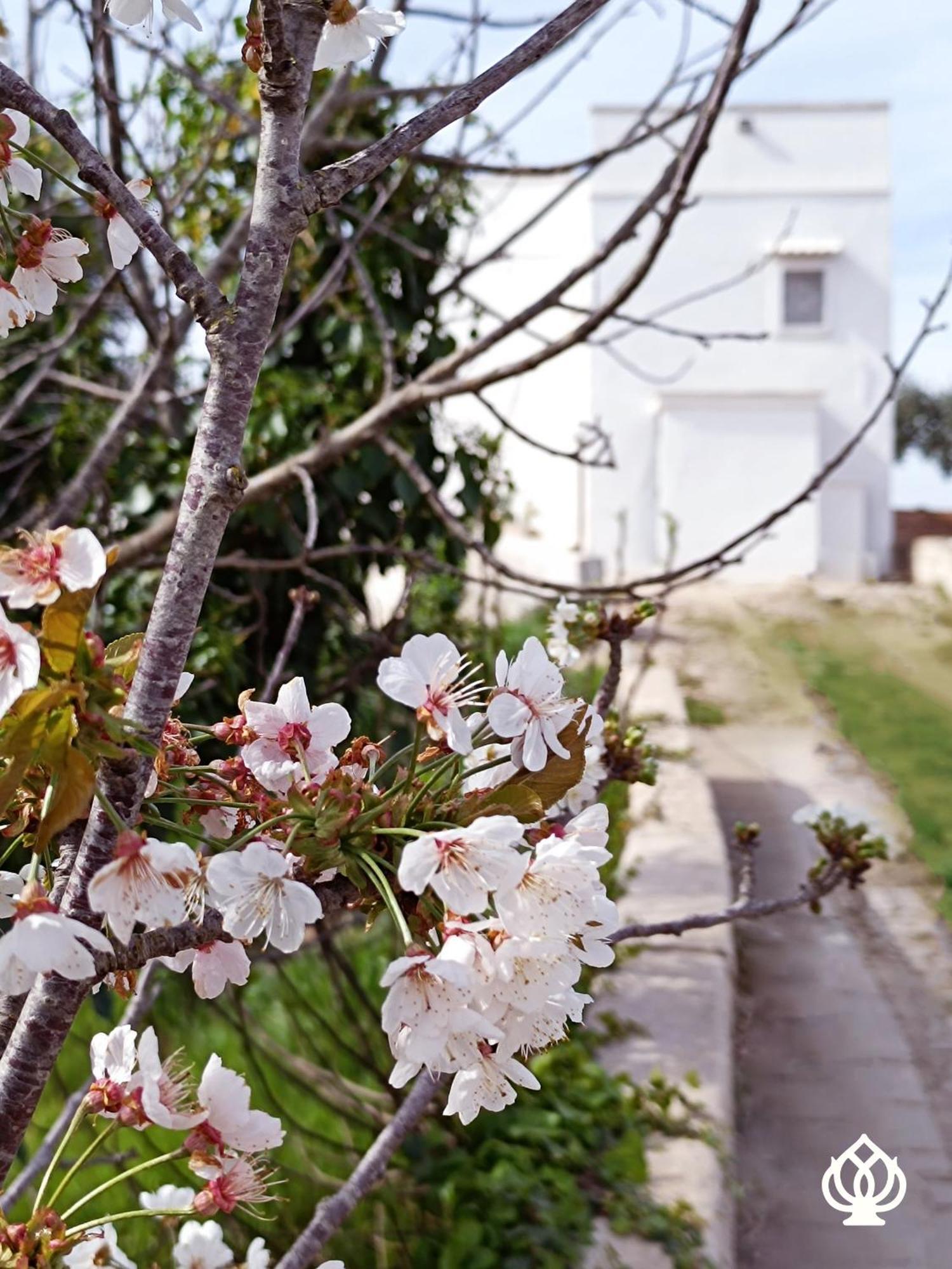 La Casa Sul Poggio-Valle D'Itria Alberobello Esterno foto
